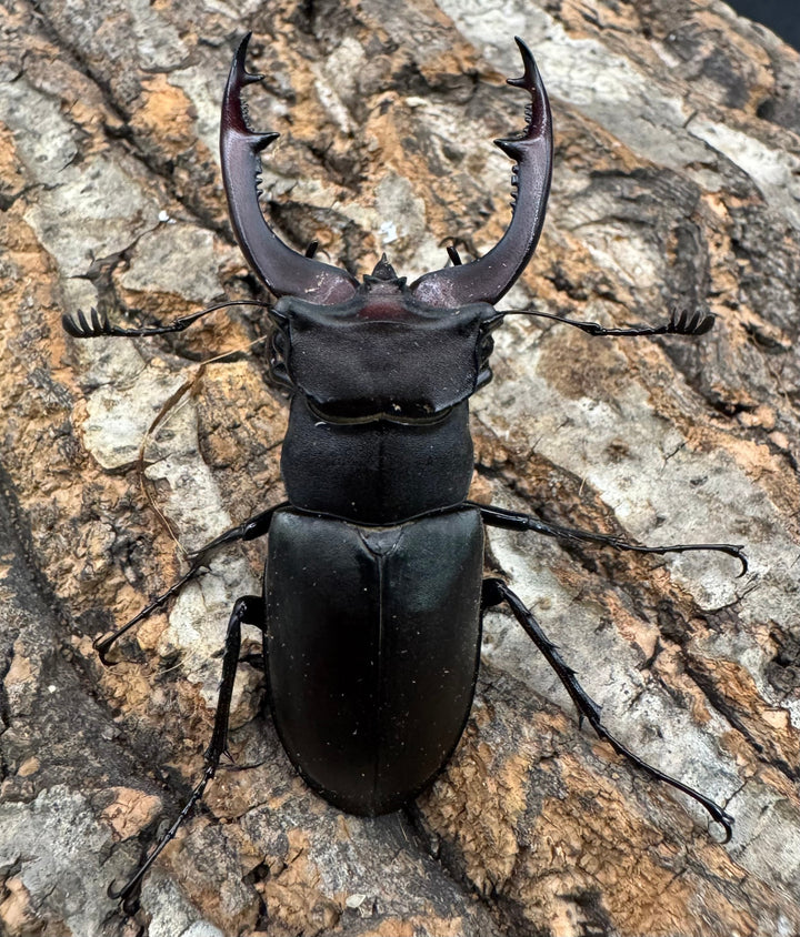 《ユダイクスミヤマ 65mm ペア》