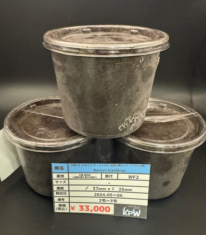 【WF2】《ドルクス ティエンロン 幼虫3頭セット（ペア+1頭）》