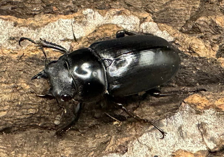 《ドンキエルコクワ亜種ハンプイ（黒ドンキ） Free ♀単》