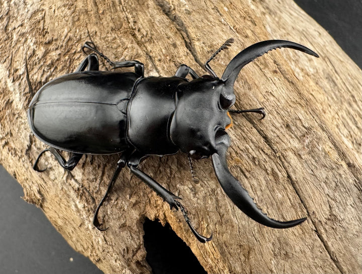 【WD】《ウエストウッディ亜種カズミアエ 雲南省産 54mm ペア》