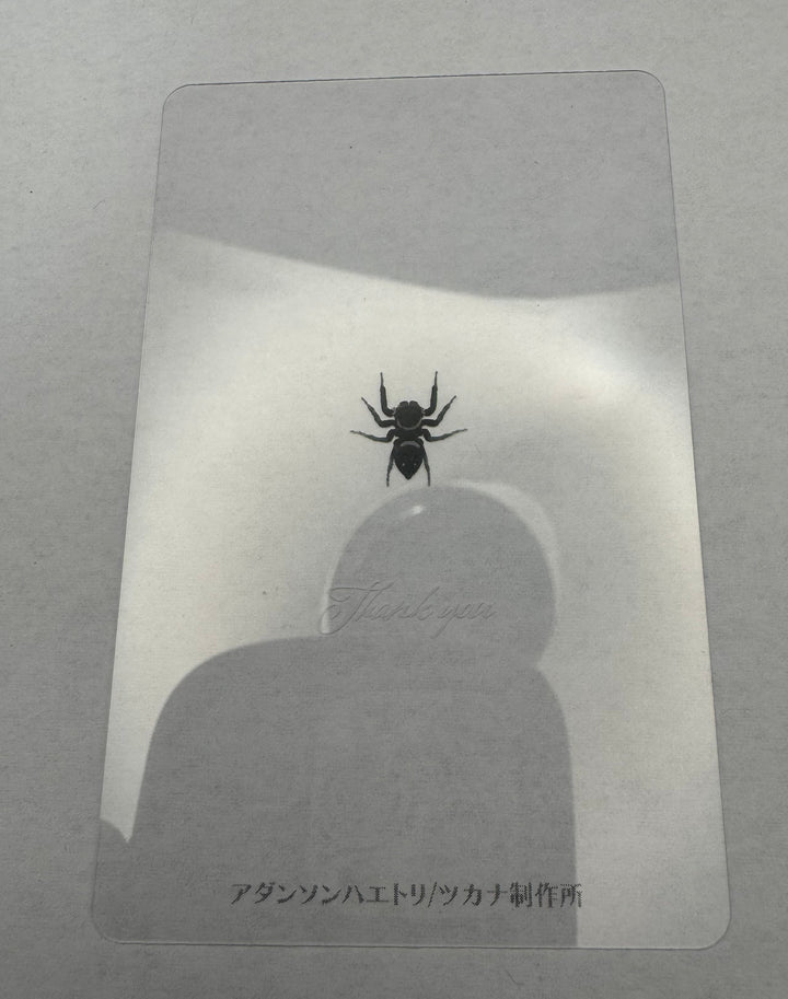 Thank you クリアカード 5枚入り（アダンソンハエトリ）