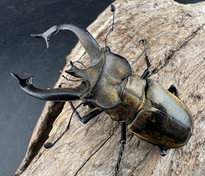 【WD】《チベットミヤマ亜種singularis 67.5mm ペア》