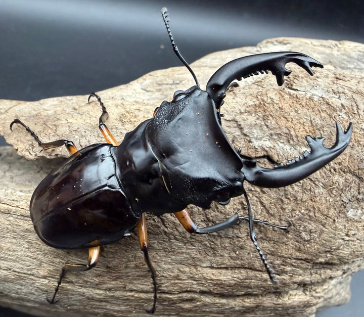 【WD】《インペリアリスツヤ亜種komorii トゥルスマリア産 65.5mm ペア》