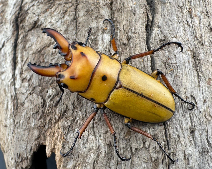 【WD】《オキピタリスノコギリ亜種astericus 30mm ペア》