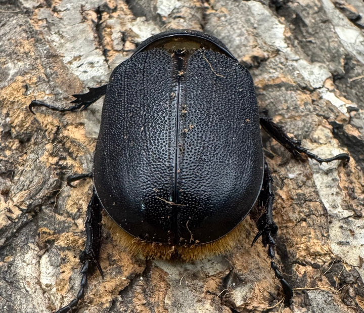 即ブリ《サタンオオカブト 82mm A'品ペア》