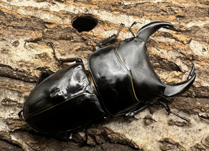 《ホペイオオクワ JS 72mm A'品ペア》