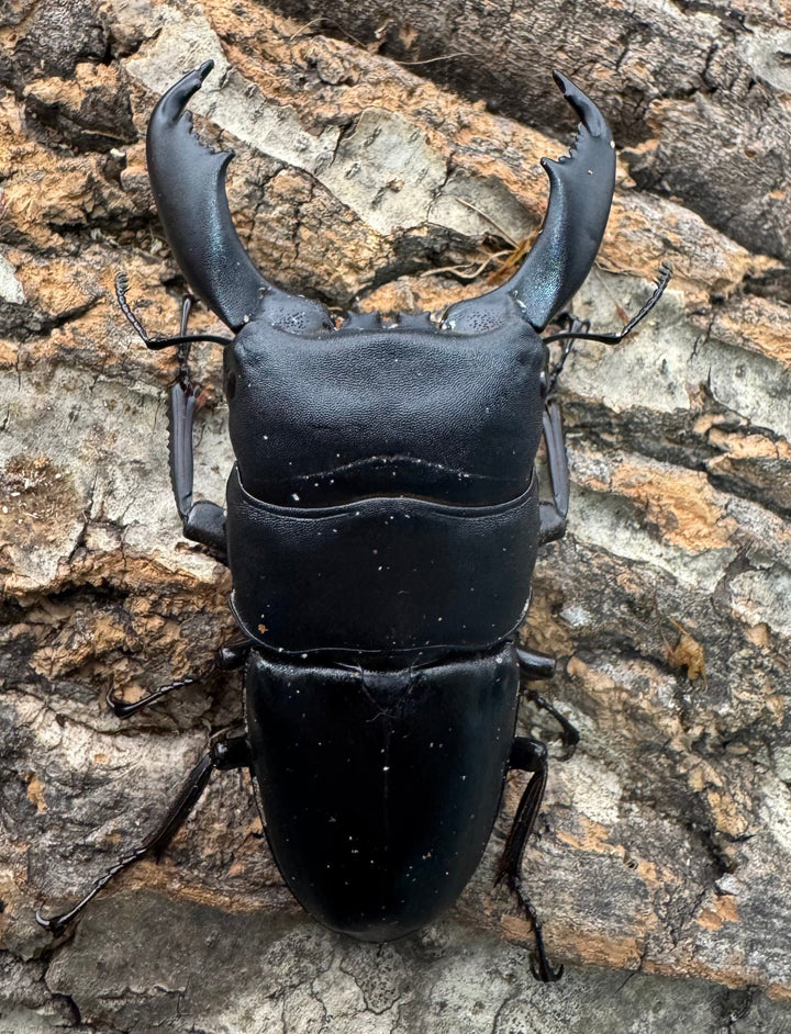 【WD】《西ペレンオオヒラタ（スラウェシオオヒラタクワガタ） 79mm ペア》