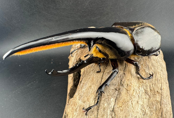 《ヘラクレス・ヘラクレス 134mm ペア》