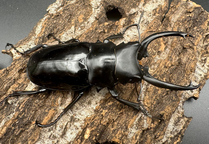 【WD】《ダールマンツヤクワガタ亜種celebensis 83mm ペア》