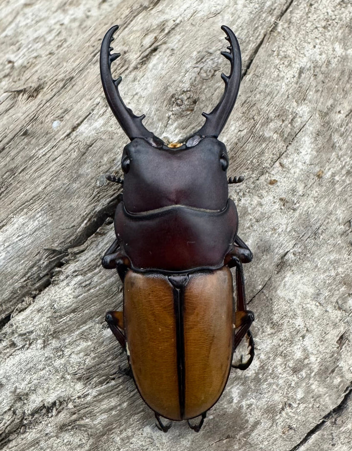 【WD】《ブルイジンノコギリ ペレン島産 39mm ペア》