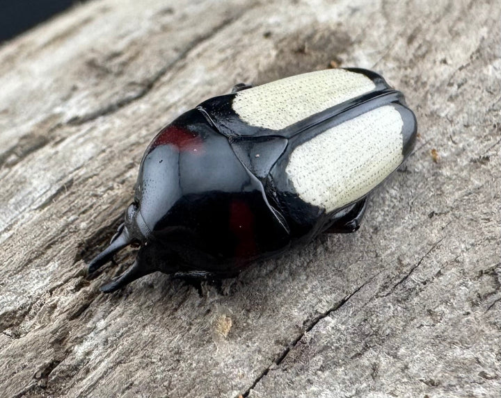 《キモンツノホソカナブン ロハス産 ペア》