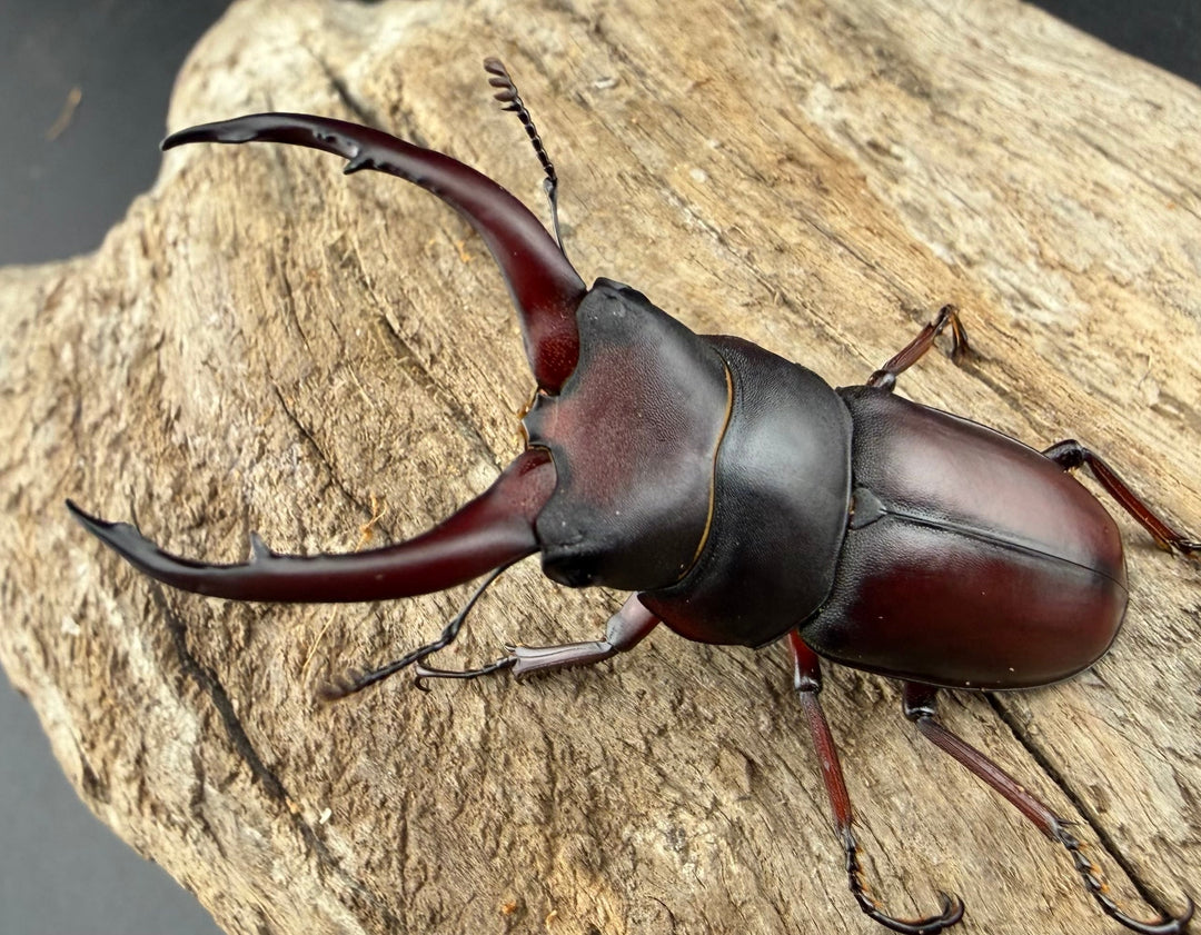 【WF2】《グラキリスノコギリヒラタクワガタ 50.5mm ペア》