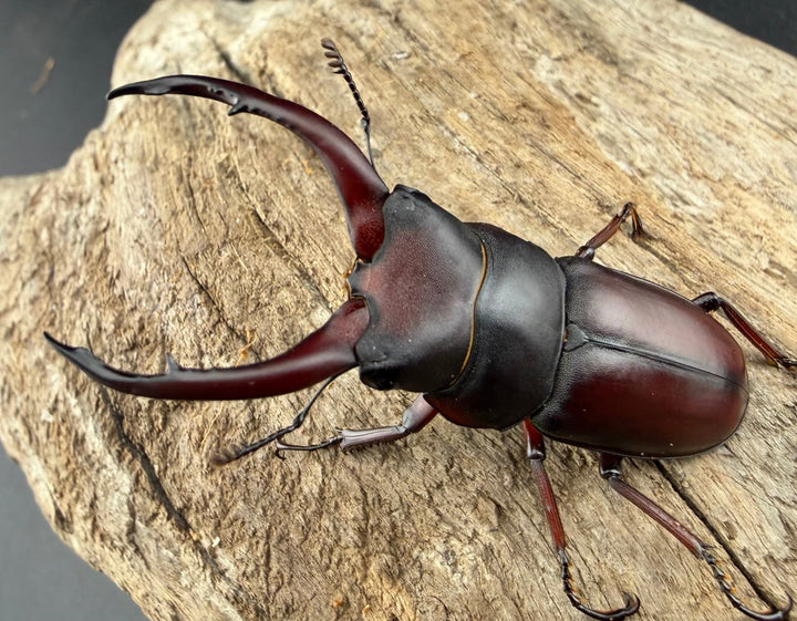 【WF2】《グラキリスノコギリヒラタクワガタ 50.5mm ペア》