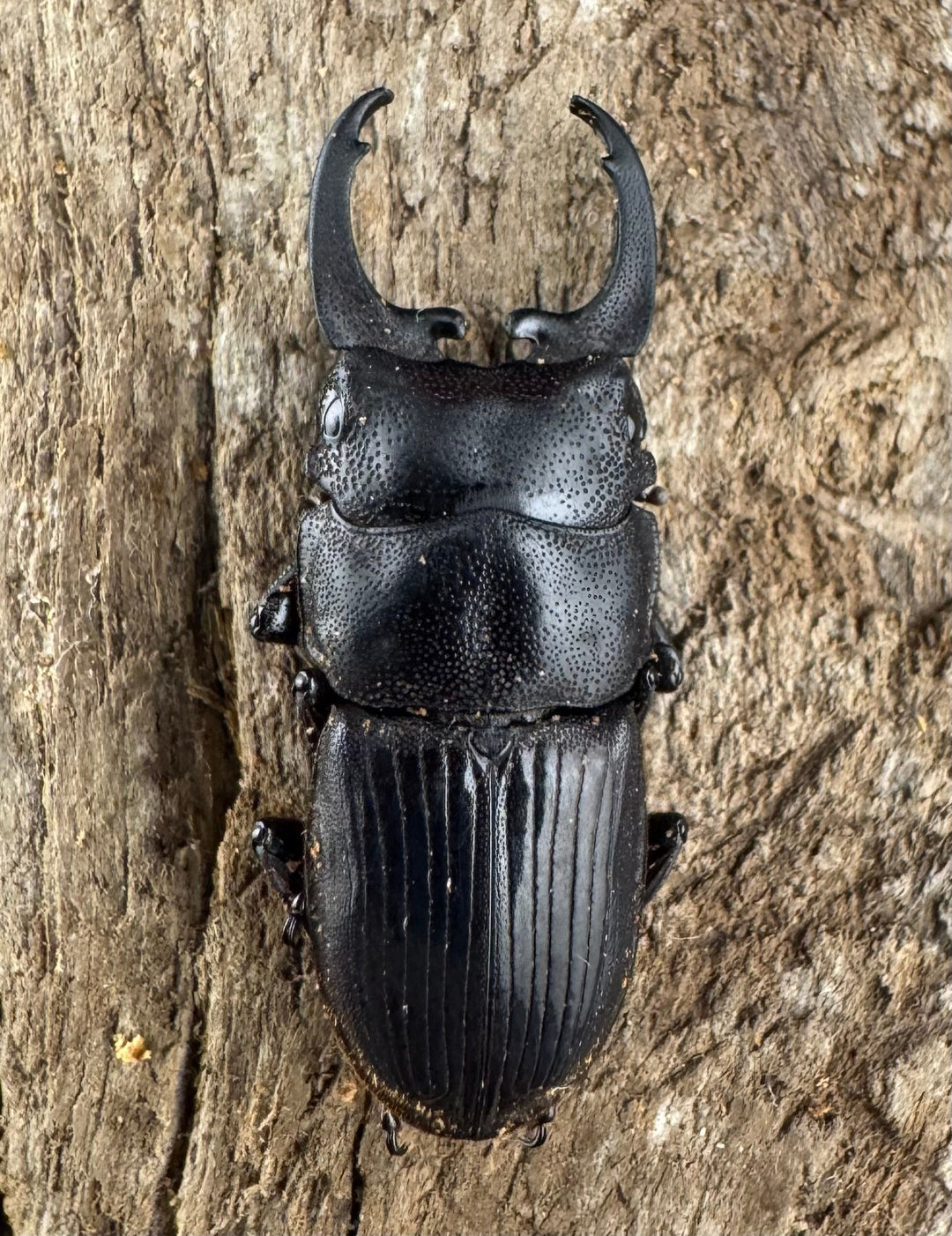 【WD】《インプレッシコリスネブト亜種patprici 27mm ペア》