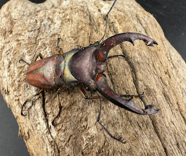 【WD】大型《ズベールホソアカ マラグサン産 52.5mm ペア》