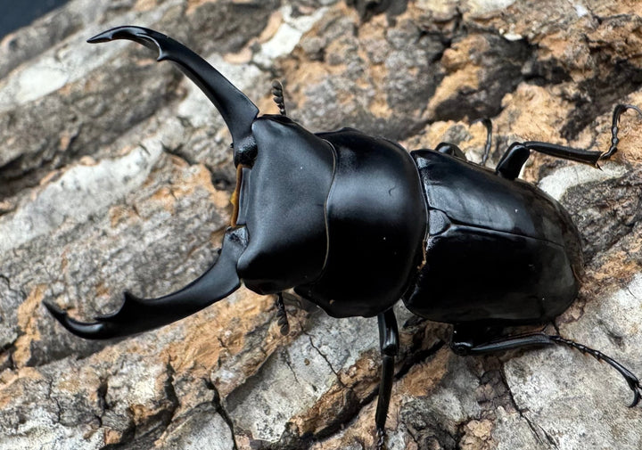 【WD】《セメノウコクワ 会東産 46mm ペア》