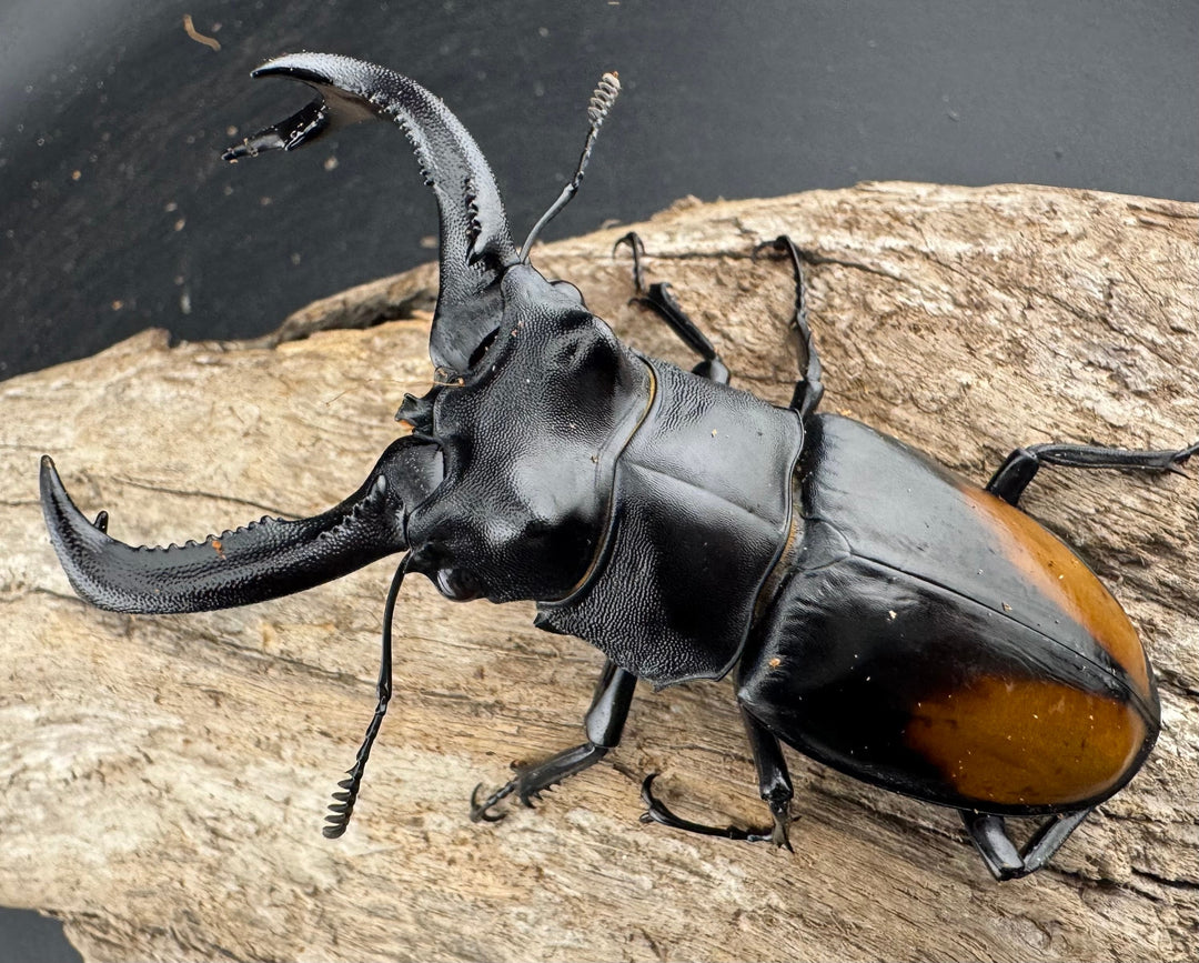 【WD】《セアカフタマタ（パリーフタマタ） 87mm ペア》