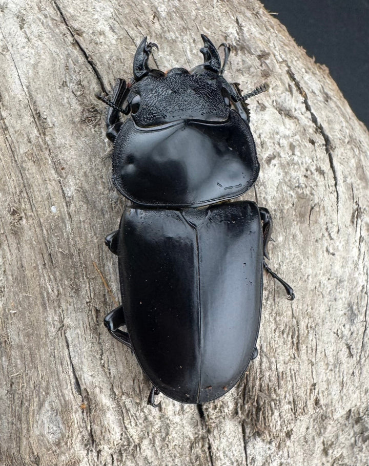 【WF1】《アンタエウスオオクワ カオバン産 78mm ペア》