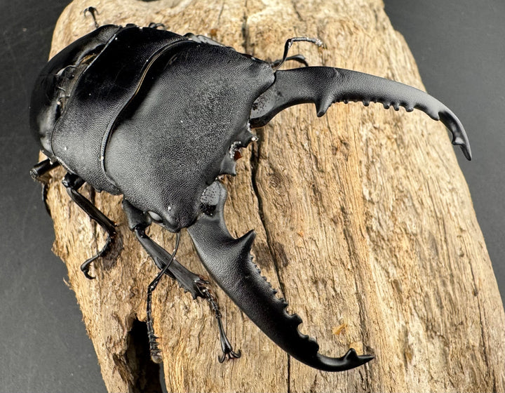 【WD】大型《パラワンオオヒラタ ガントン産 96mm ペア》