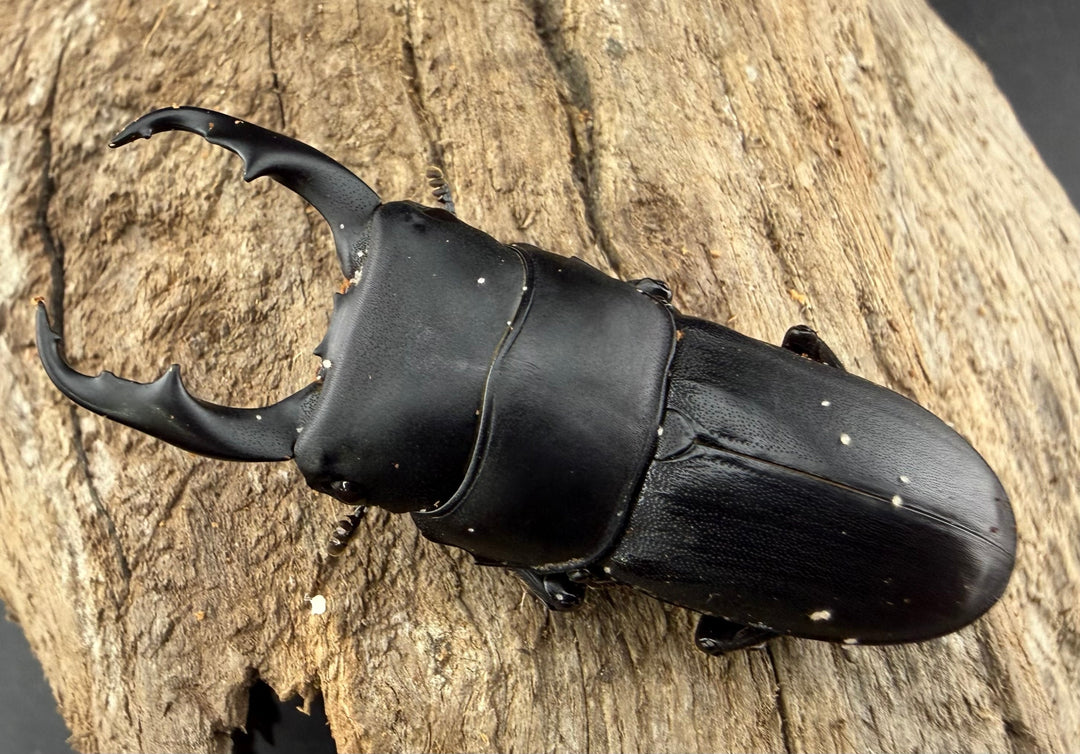 【WD】《ハンステインヒラタ原名亜種 47mm ペア》