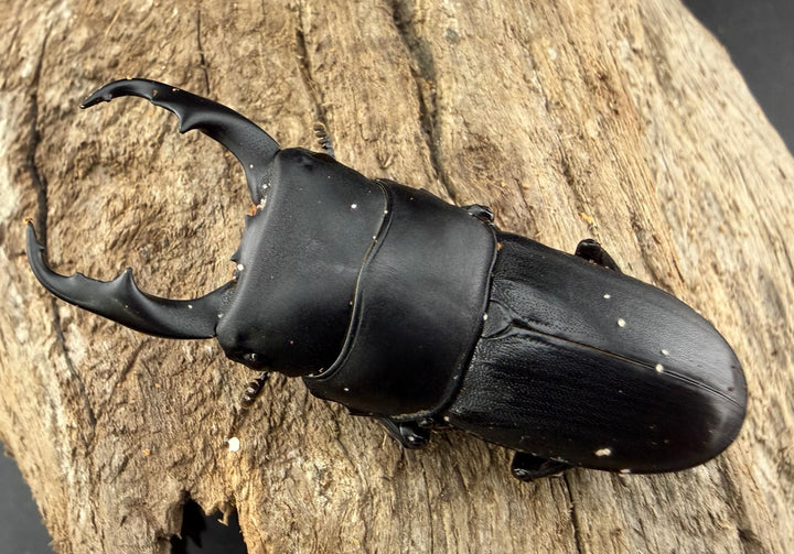 【WD】《ハンステインヒラタ原名亜種 47mm ペア》