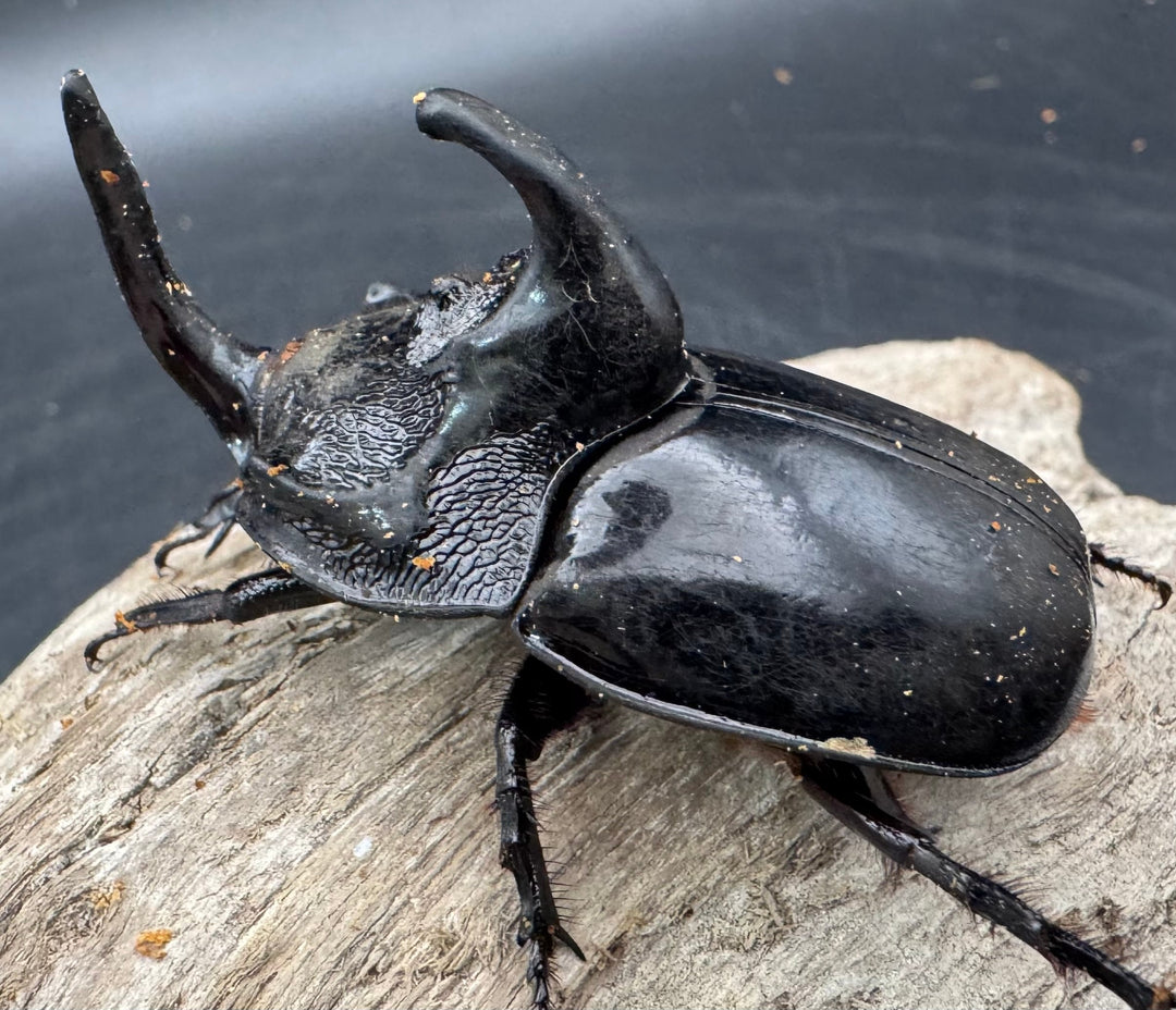 【WD】《シムソンメンガタカブト 南カリマンタン産 56mm ♂単》