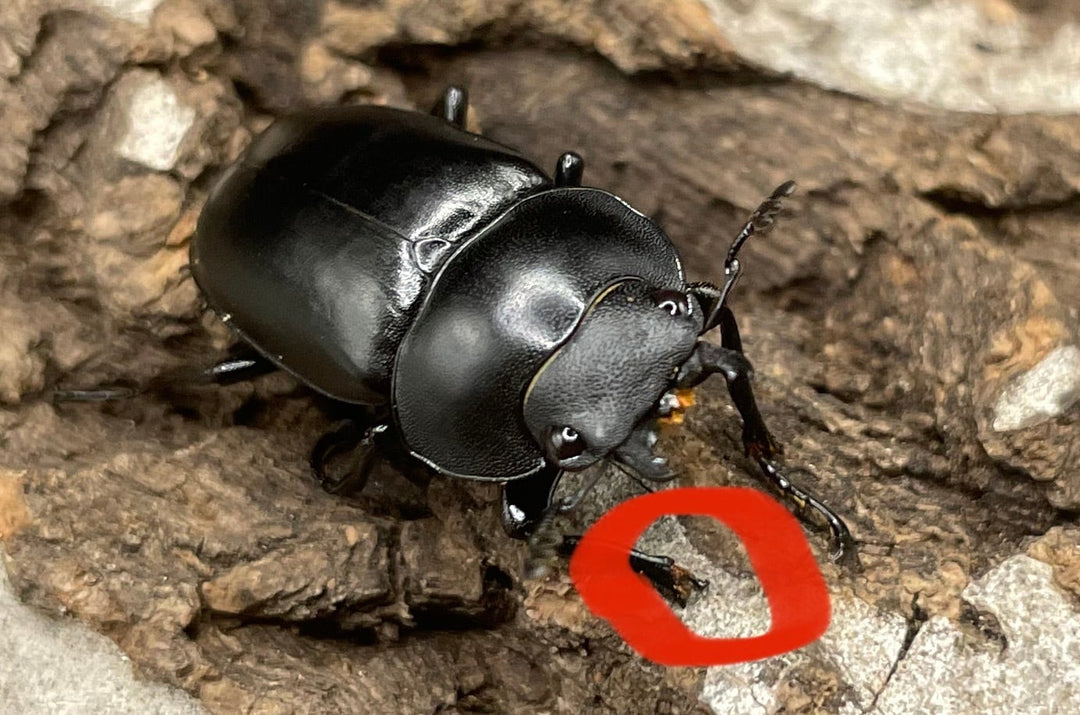 【WD】貴重種《ポレクトゥスノコギリクワガタ 47.5mmUP ペア B品》