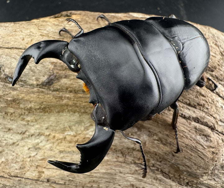 【WF4】《ダイオウヒラタ 東ジャワ産 79mm ペア》