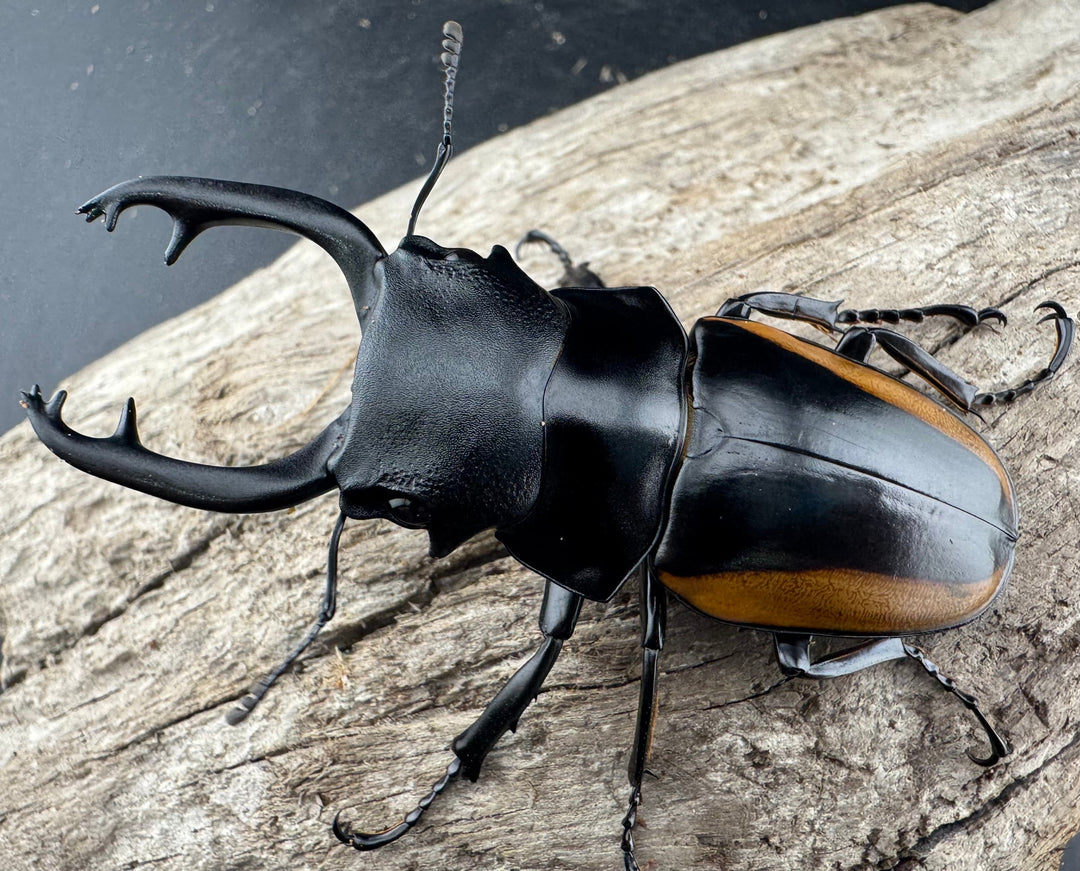 【WD】《スティーブンスツヤ亜種mamaesaensis 68mm ペア》