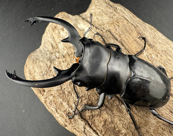 【WD】《インターメディアツヤクワガタ ガントン産 90mm ペア》