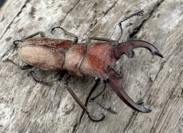 【WD】《スズムラホソアカ ロハス産 33mm ペア》