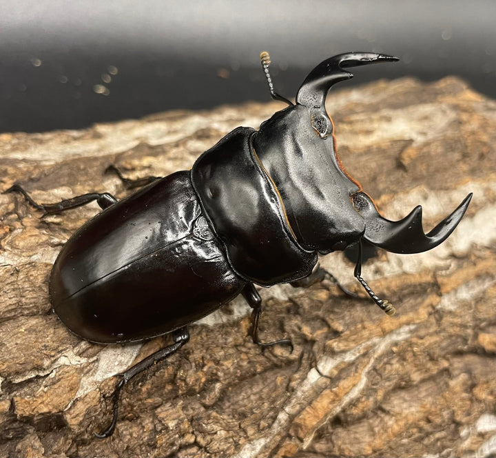 極太系《マレーアンタエウスオオクワ 67mm ペア》