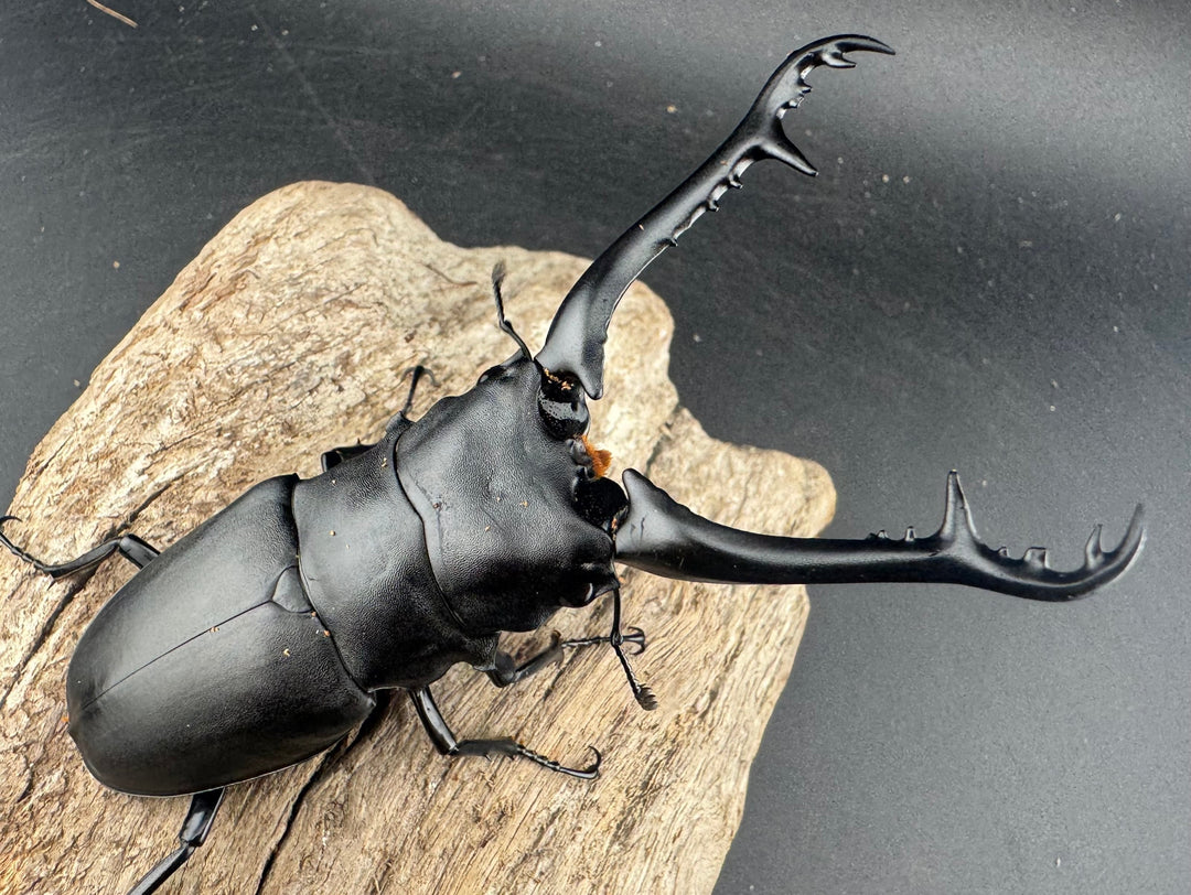 【WD】《 ギラファノコギリ亜種ケイスケ 95.5mm ペア》