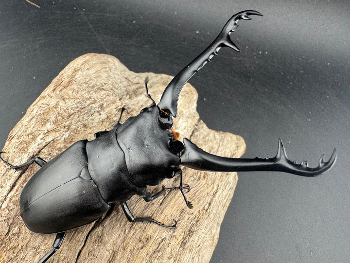 【WD】《 ギラファノコギリ亜種ケイスケ 95.5mm ペア》