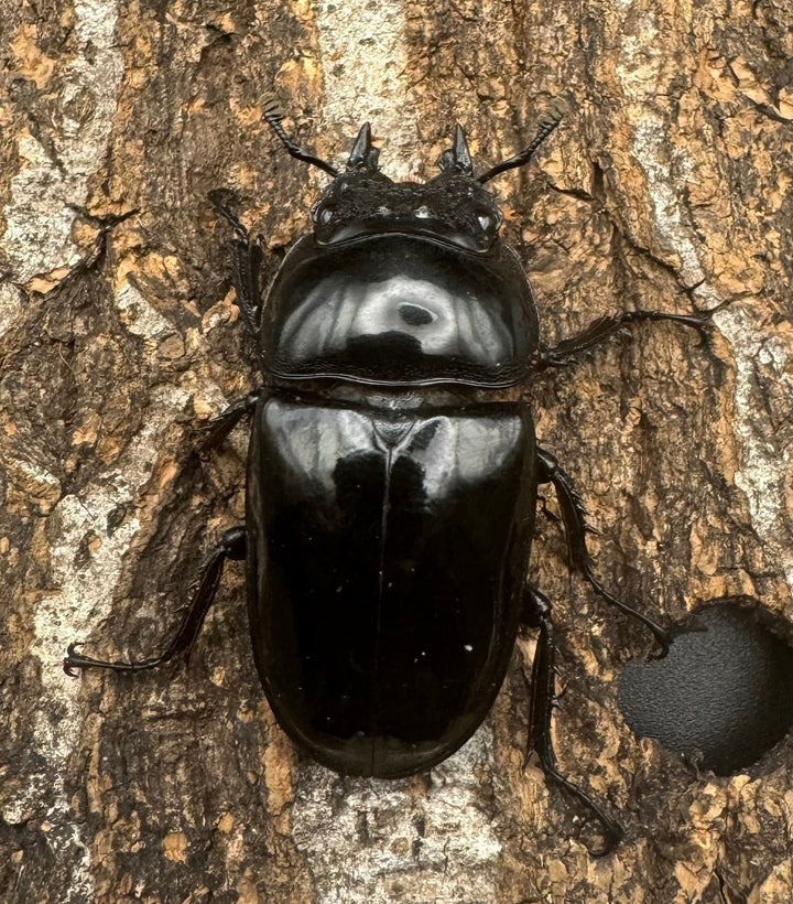 《タランドゥスオオツヤクワガタ 66mm ペア》