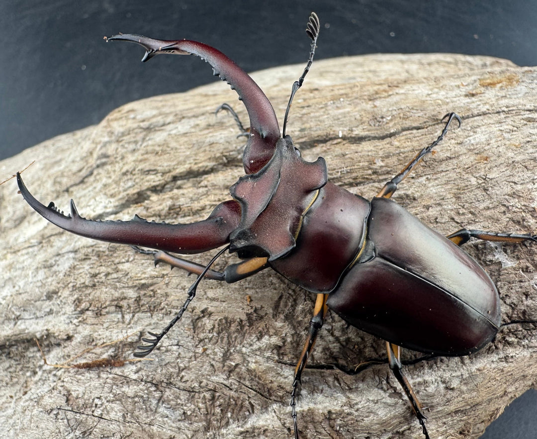 【WD】《アングスティコルニスミヤマ 67mm ペア》