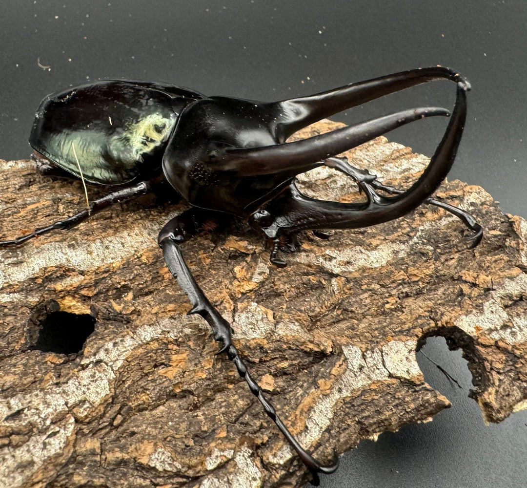 【WD】《スマトラコーカサスオオカブト 104mm ペア》