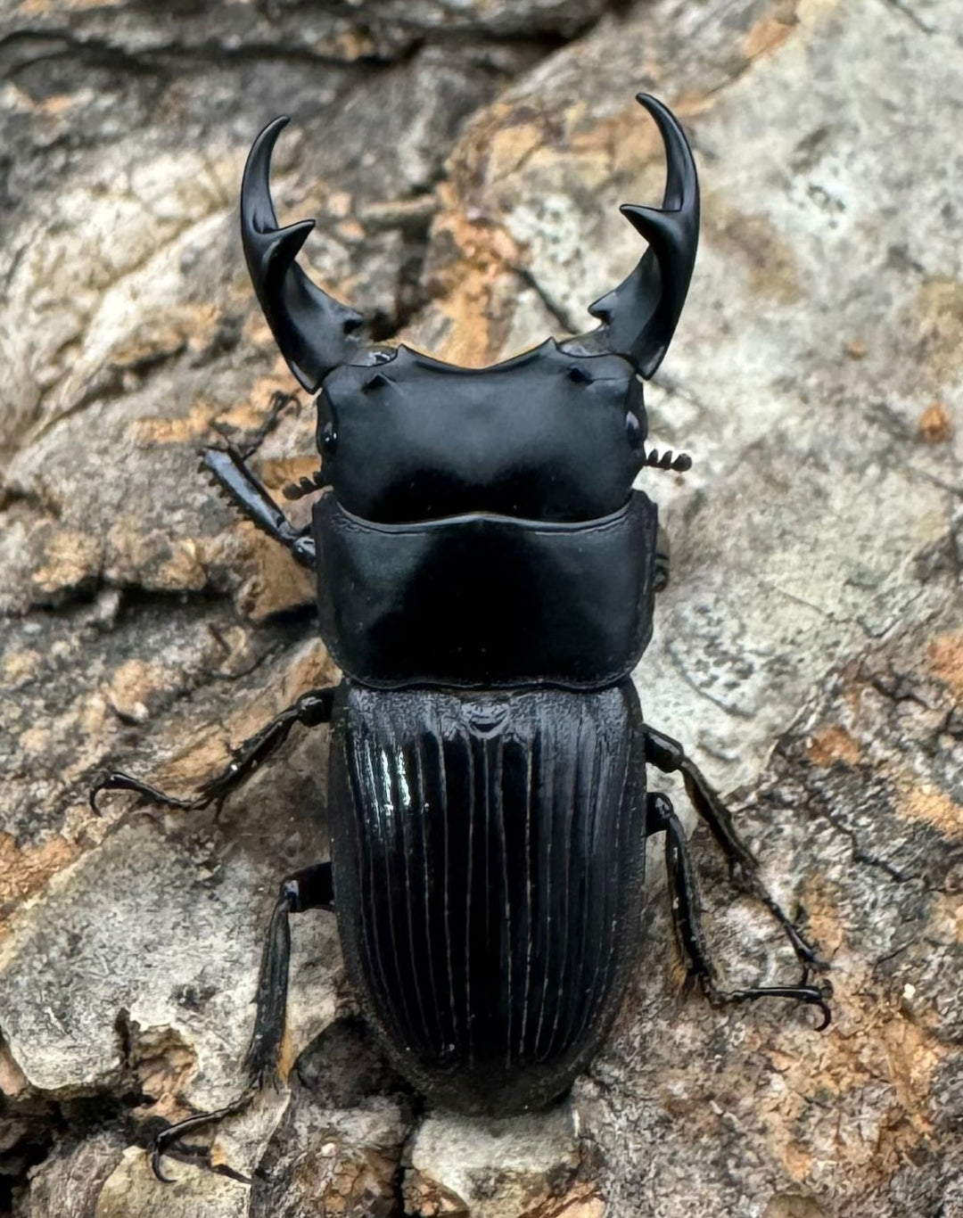 【F0】《カントンネブト 29mm ペア》