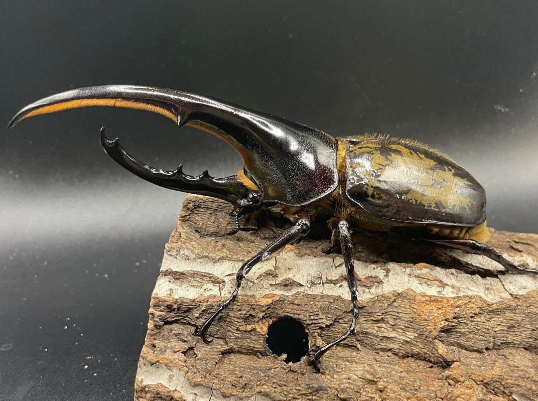 《ヘラクレス・ヘラクレス 143mm ペア》KING HERCULES氏ブリード個体