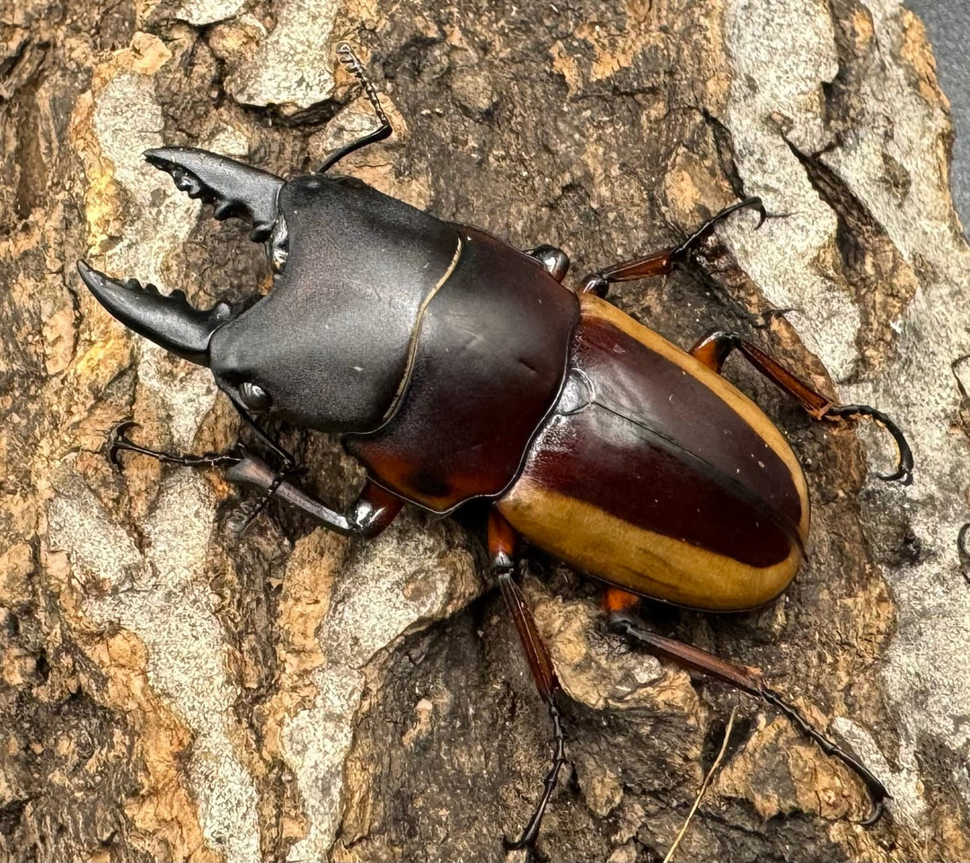 【WD】《ラテラリスノコギリ亜種アダチ 43mm ペア》