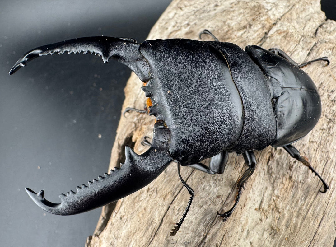 【WF1】《パラワンオオヒラタクワガタ 98mm ペア》