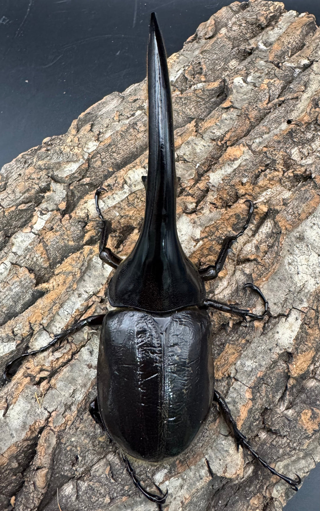 《ヘラクレス・ヘラクレス 145mm ペア》