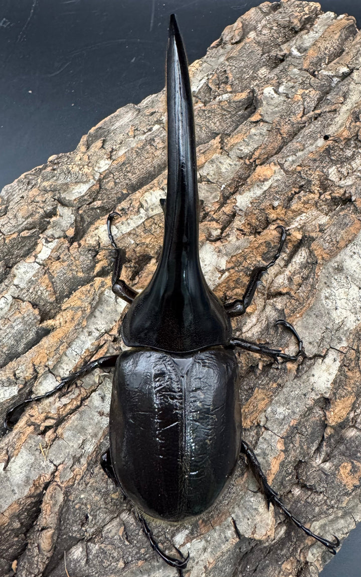 《ヘラクレス・ヘラクレス 145mm ペア》