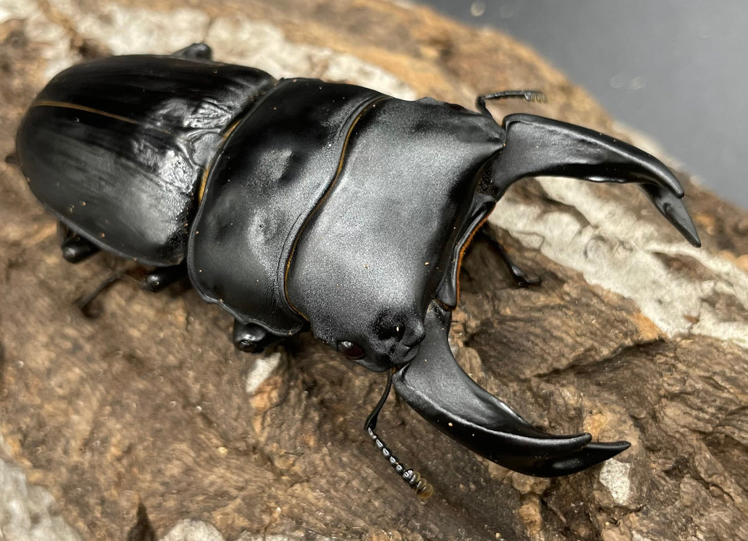 《ホペイオオクワガタ HG血統 75mm ペア》