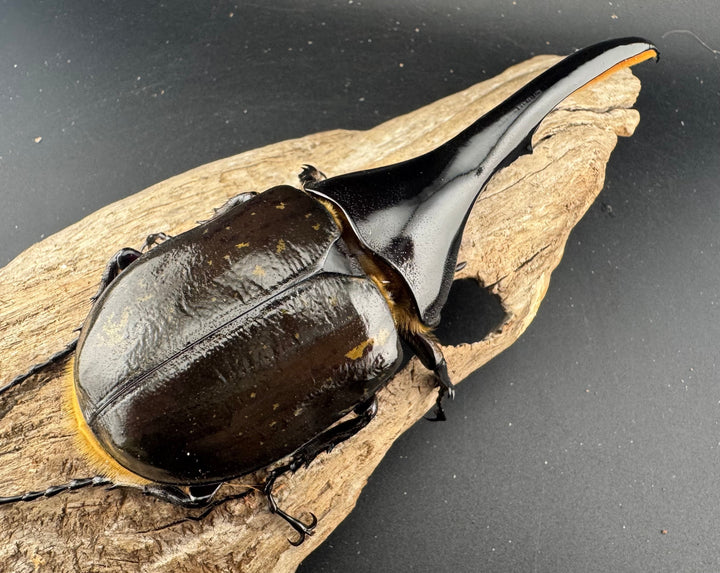 《ヘラクレス・ヘラクレス 135mm ペア》