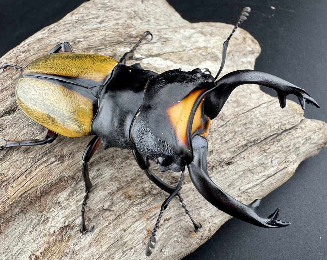 【WD】《ラコダールツヤクワガタ 80mm ペア》