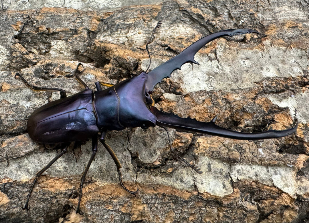 【美麗】即ブリ《メタリフェルホソアカ 69mm ペア》わたくわ氏ブリード個体