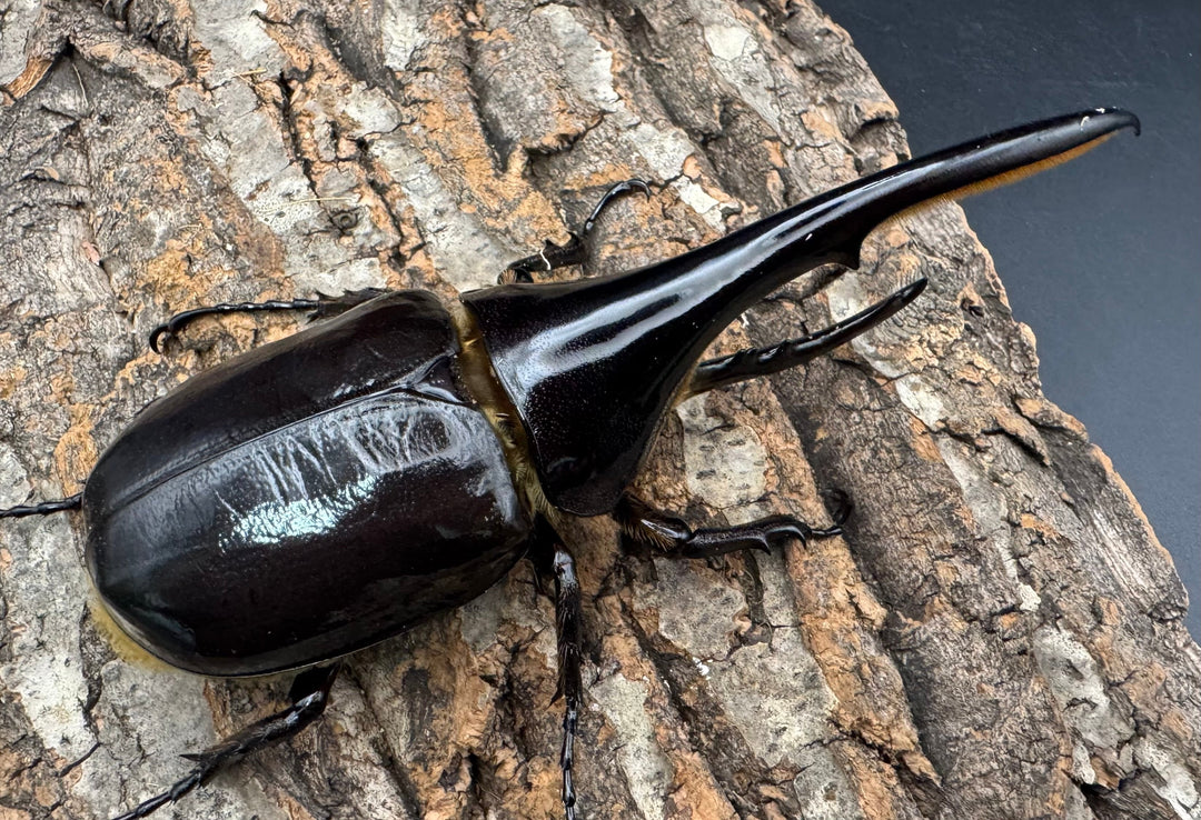 《ヘラクレス・ヘラクレス 130mm ペア》