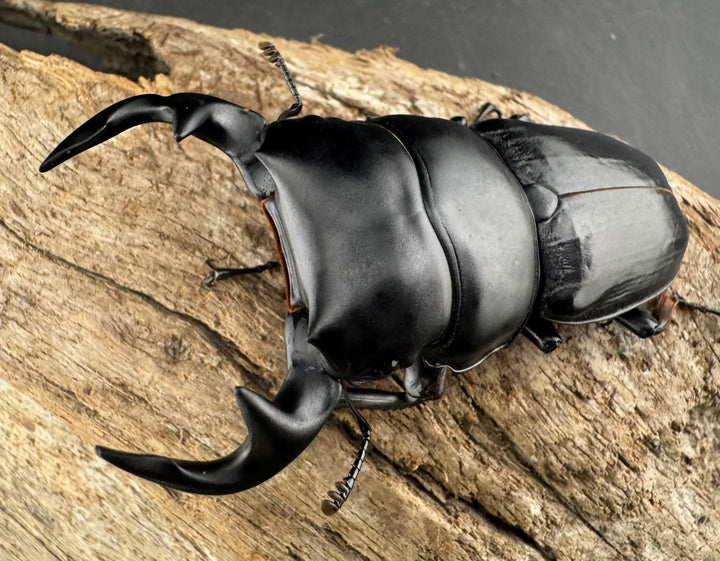 《インドグランディス亜種moriyai Garda93.3血統 73mm ペア》