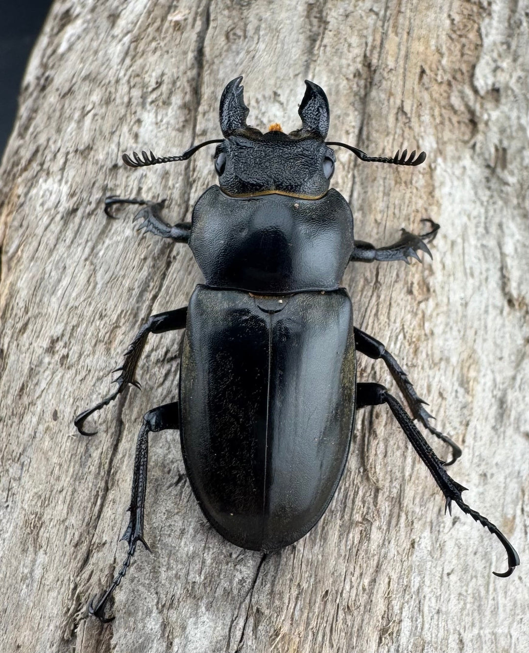 【WD】《ノビリスミヤマ 62mm ペア》